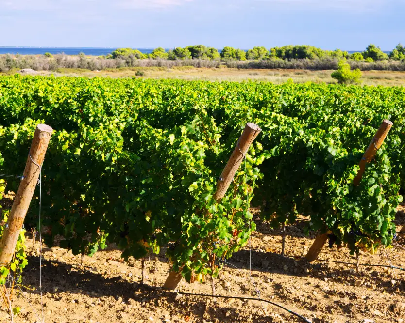 vineyard-near-the-sea